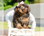 Small Photo #29 Maltipoo (Toy) Puppy For Sale in WARSAW, IN, USA