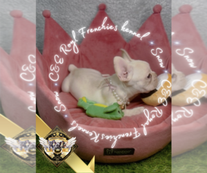 French Bulldog Puppy for Sale in HARRISON, Tennessee USA