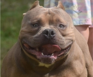 Father of the American Bully puppies born on 08/06/2025
