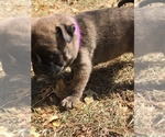 Small Photo #20 Buggs Puppy For Sale in AFTON, WY, USA