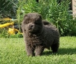 Puppy 2 Chow Chow
