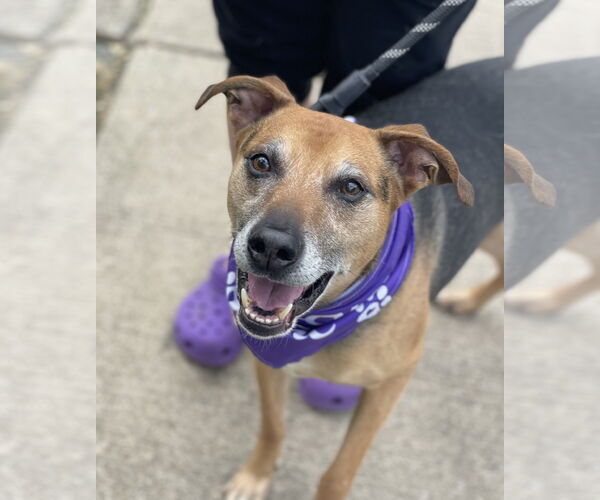 Medium Photo #2 Mutt Puppy For Sale in Mount Laurel, NJ, USA