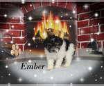 Small #13 Poodle (Toy)
