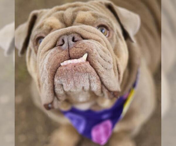 Medium Photo #1 Bulldog-Unknown Mix Puppy For Sale in San Antonio, TX, USA