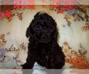 Poodle (Toy) Puppy for Sale in EUDORA, Kansas USA