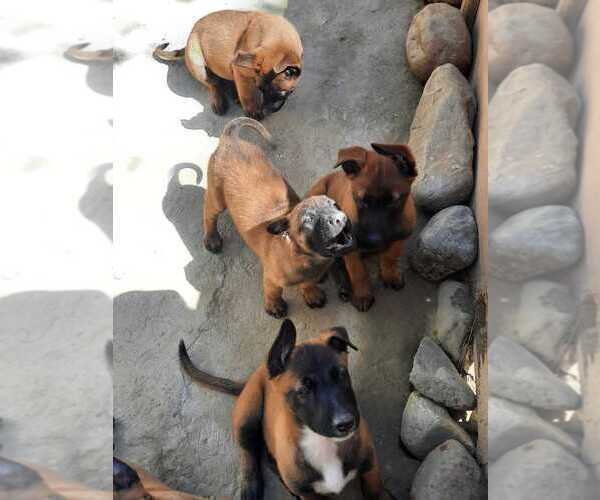 Medium Photo #6 Belgian Malinois Puppy For Sale in SAN DIEGO, CA, USA
