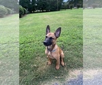 Small Photo #4 Belgian Malinois Puppy For Sale in SPARTANBURG, SC, USA