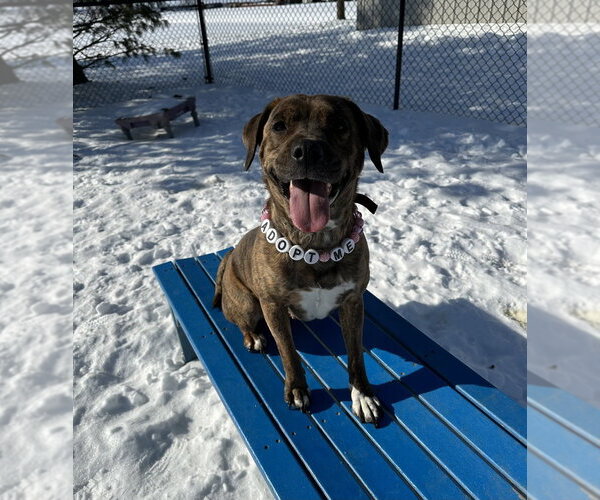 Medium Photo #1 Boxer-Unknown Mix Puppy For Sale in Evansville, IN, USA