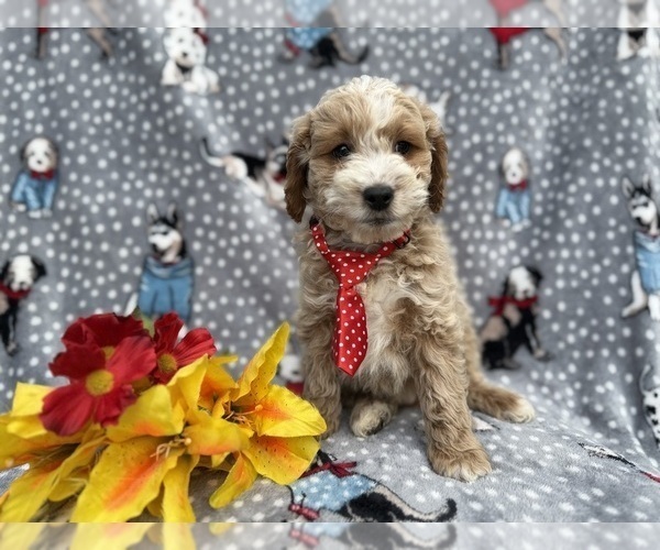 Medium Photo #5 Cock-A-Poo Puppy For Sale in LAKELAND, FL, USA