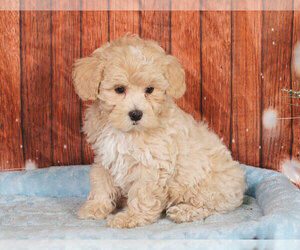 Shih-Poo Puppy for sale in PENNS CREEK, PA, USA