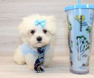 Maltese Puppy for sale in LAS VEGAS, NV, USA