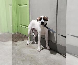 American Staffordshire Terrier-Unknown Mix Dogs for adoption in San Antonio, TX, USA