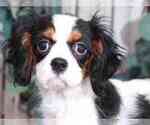 Small Photo #1 Cavalier King Charles Spaniel Puppy For Sale in MOUNT VERNON, OH, USA