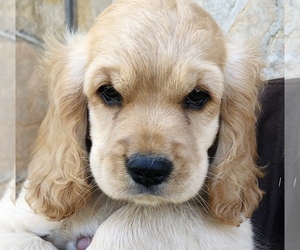Cocker Spaniel-Golden Cocker Retriever Mix Puppy for sale in LEBANON, MO, USA