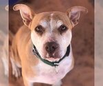 Small Photo #134 American Pit Bull Terrier Puppy For Sale in Kanab, UT, USA