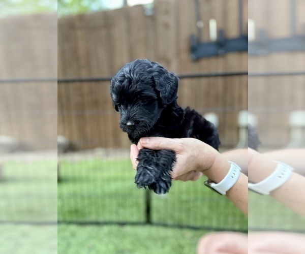 Medium Photo #23 Goldendoodle (Miniature) Puppy For Sale in HALTOM CITY, TX, USA