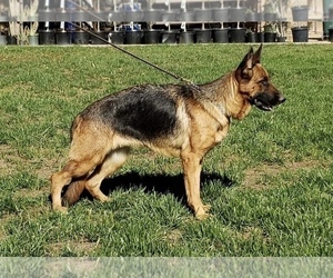 Mother of the German Shepherd Dog puppies born on 04/24/2022