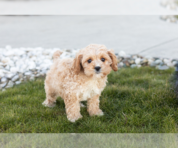 Medium Photo #1 Cavapoo Puppy For Sale in MILLERSBURG, IN, USA
