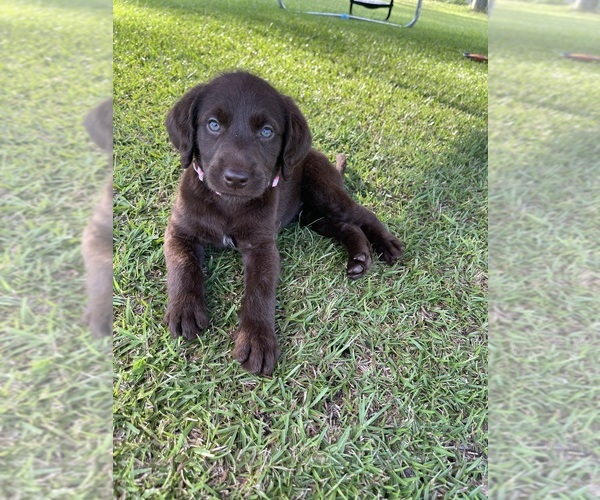 Medium Photo #4 Labradoodle Puppy For Sale in GEORGETOWN, SC, USA