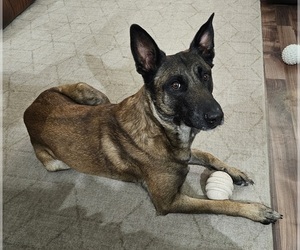 Belgian Malinois Litter for sale in DES MOINES, IA, USA