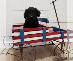 Labradoodle Puppy for sale in PAYSON, UT, USA