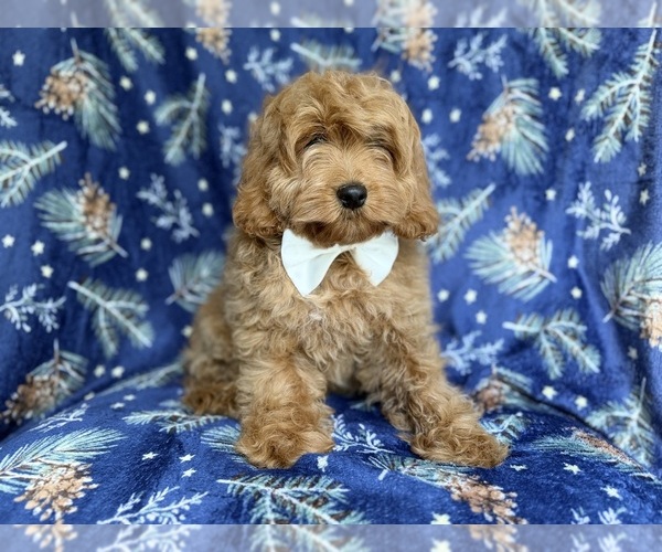 Medium Photo #4 Cockapoo (Miniature) Puppy For Sale in LAKELAND, FL, USA