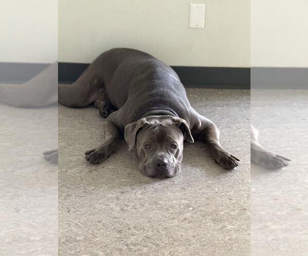 Medium Photo #2 Mutt Puppy For Sale in oakland, FL, USA