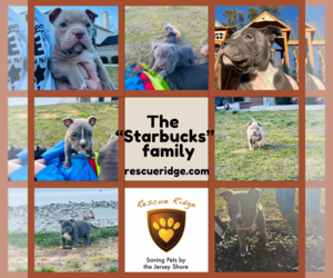 Free-Lance Bulldog Dogs for adoption in Spring Lake, NJ, USA