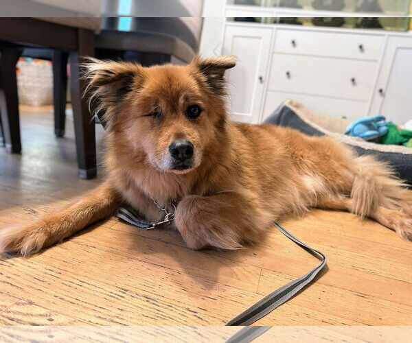 Medium Photo #7 Chow Chow-Golden Retriever Mix Puppy For Sale in San Diego, CA, USA