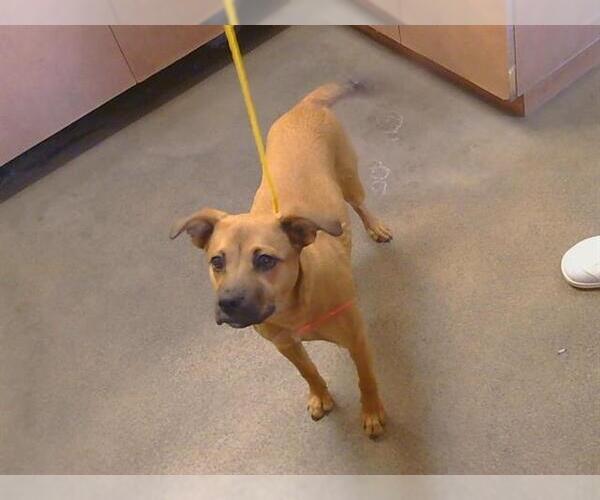 Medium Photo #1 Pug-Unknown Mix Puppy For Sale in Sacramento, CA, USA