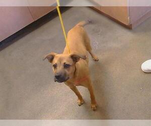 Pug-Unknown Mix Dogs for adoption in Sacramento, CA, USA