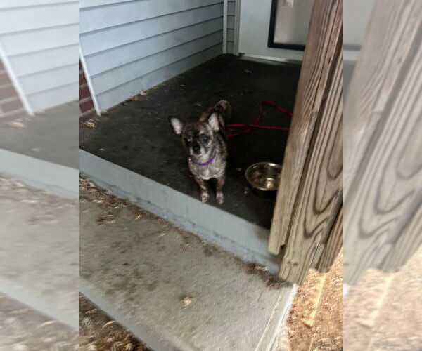 Medium Photo #3 Chihuahua-Unknown Mix Puppy For Sale in Springdale, PA, USA
