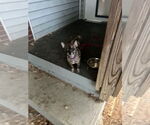 Small #2 Chihuahua Mix