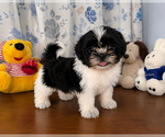 Small #15 Shih Tzu