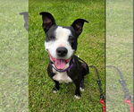 Small Photo #9 American Pit Bull Terrier-Labrador Retriever Mix Puppy For Sale in Rockaway, NJ, USA