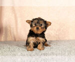Small Photo #6 Yorkshire Terrier Puppy For Sale in NAPPANEE, IN, USA
