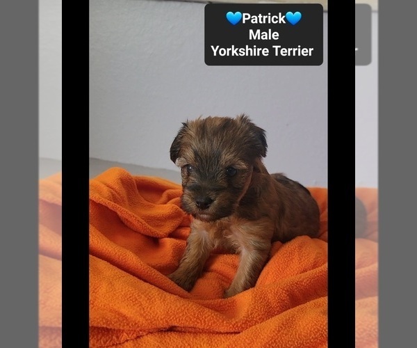 Medium Photo #3 Yorkshire Terrier Puppy For Sale in TUCSON, AZ, USA