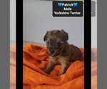 Small #2 Yorkshire Terrier
