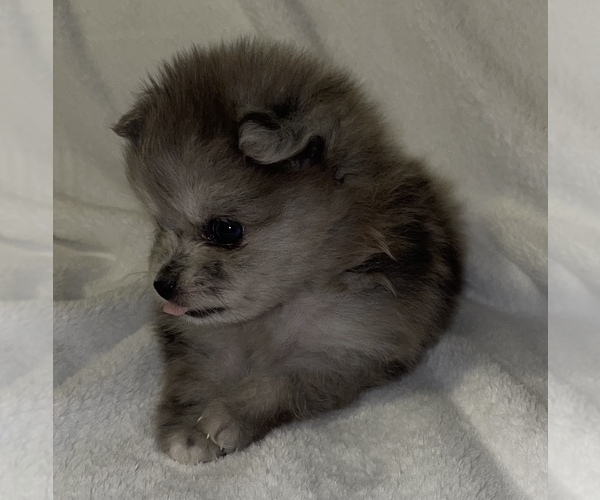 Medium Photo #7 Pomeranian Puppy For Sale in PORTLAND, ME, USA