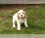 Small Photo #4 Cocker Spaniel Puppy For Sale in NAPPANEE, IN, USA
