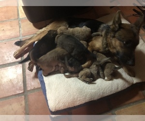 German Shepherd Dog Puppy for sale in ACTON, CA, USA