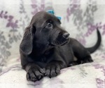 Small Photo #13 Labrador Retriever Puppy For Sale in LAKELAND, FL, USA