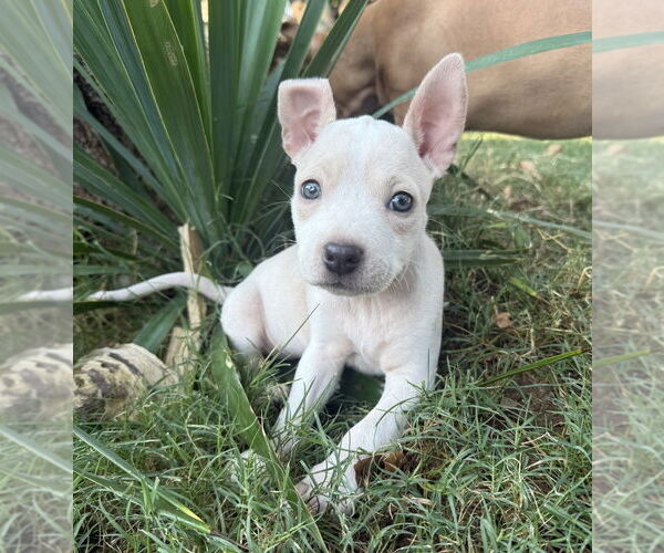 Medium Photo #10 Bullboxer Pit Puppy For Sale in OKLAHOMA CITY, OK, USA