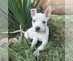 Small #9 Bullboxer Pit