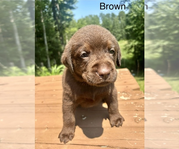Medium Photo #1 Labrador Retriever Puppy For Sale in STANLEY, WI, USA