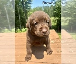 Puppy Brown Labrador Retriever