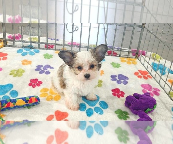 Medium Photo #3 Papitese Puppy For Sale in ORO VALLEY, AZ, USA