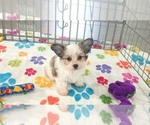 Dakota - Female Papitese Puppy for Sale - Photo #3