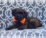 Small Photo #13 Poodle (Miniature)-Shorkie Tzu Mix Puppy For Sale in LAKELAND, FL, USA