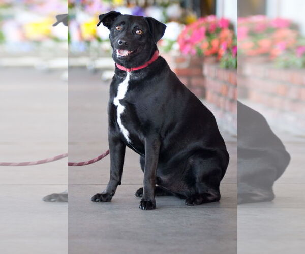 Medium Photo #17 Carolina Dog-Labrador Retriever Mix Puppy For Sale in San Jose, CA, USA